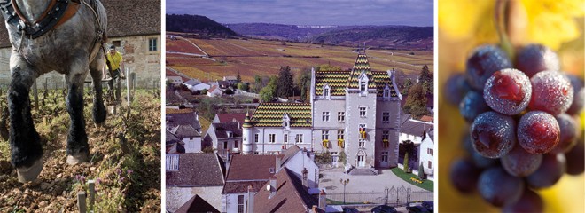 Décavaillonnage / Le Château de Meursault / Du Pinot noir